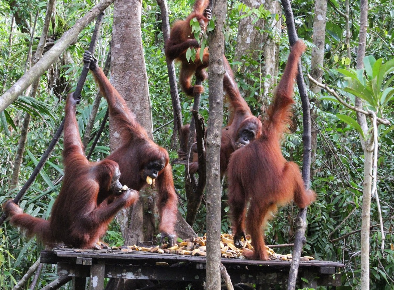 Парк орангутангов на Борнео